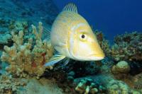 Awas! Lautan RI hingga Kedalaman 2.450 Meter Tercemar Mikroplastik