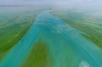 Populasi Alga Beracun Meledak, Diduga Akibat Polusi Plastik