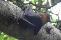 Waspada Penularan Virus Nipah dari Buah yang Rusak