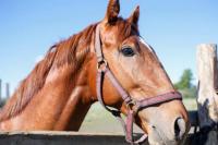 Unik, Kuda Ternyata Mampu Mencium Rasa Takut Manusia Lewat Bau