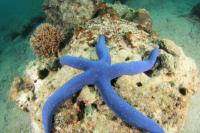 Peneliti Kembangkan Robot Pintar Mengadopsi Gerakan Bintang Laut