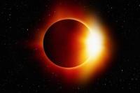 Ilmuwan Amati Perilaku Hewan saat Gerhana Matahari, Hasilnya di Luar Dugaan