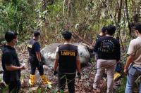 Kemenhut Buru Jaringan Diduga Terlibat Pembunuhan Gajah Sumatera di Riau