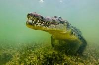 Studi: Buaya Air Asin Pernah Seberangi Samudra Hindia hingga Seychelles