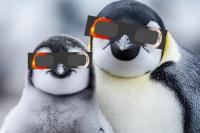 Amankah Jika Penguin Melihat Gerhana Matahari Cincin 17 Februari 2026?