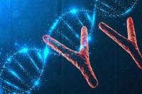 Studi Ungkap Kehilangan Kromosom Y Bisa Tingkatkan Risiko Penyakit Serius