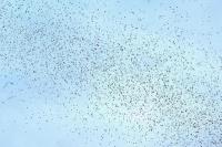 Jet Tempur Israel Jatuhkan Selebaran, Warga Lebanon Panik