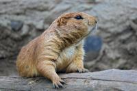 Studi Klaim Berang-berang Ternyata Bisa Bantu Serap Emisi Karbon