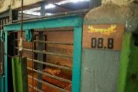 Farhan Prihatin: Anak Harimau Benggala Mati di Bandung Zoo Akibat Virus