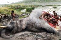 Temuan Arkeologi Ungkap Strategi Neanderthal Memburu Gajah Raksasa Zaman Es