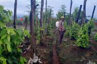 Kisah Sukses Eks Pengemudi Ojol Berhasil Olah Lada di Kawasan Transmigrasi