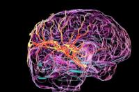 Ilmuwan Temukan "Saluran" Tersembunyi yang Membersihkan Otak Manusia