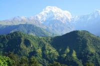 Ilmuwan Temukan Tanaman Terus Naik ke Puncak Himalaya, Ini Penyebabnya
