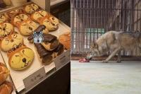 Sebar Gambar AI Serigala Kabur, Pria Korsel Ditangkap